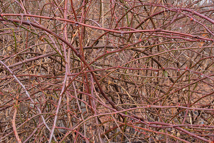 Colorful Thicket