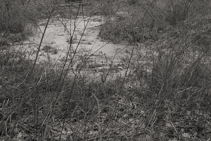 Wetlands Ice