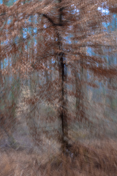 Blurred Beech Tree