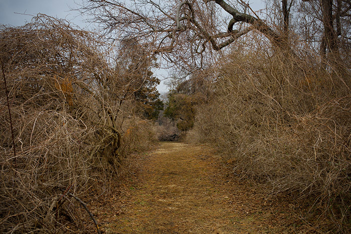 Winter Landscape