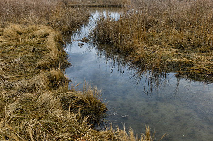 Marsh Landscape 2