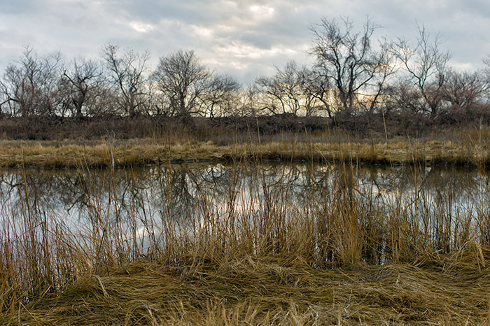 Marsh Landscape