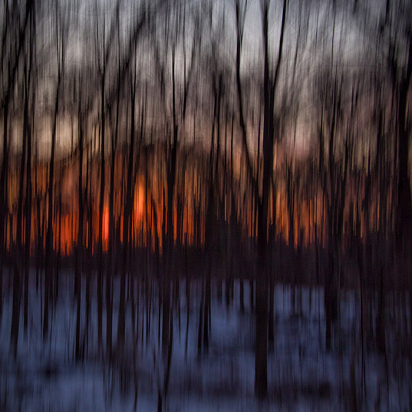 Sunset in the Woods