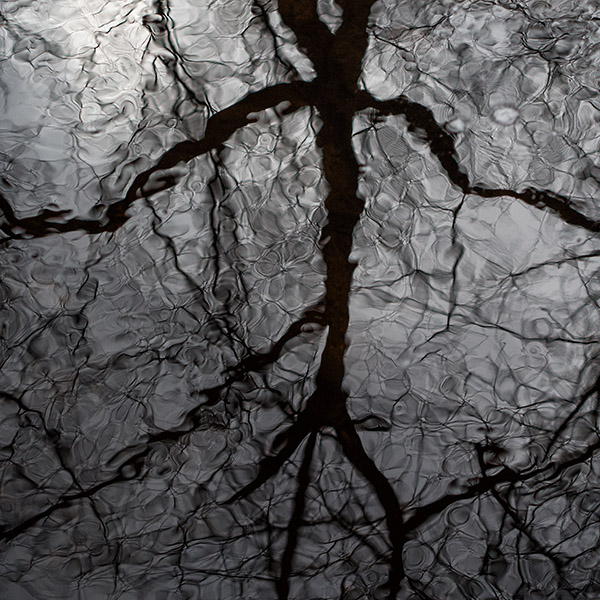 Reflection in the Woods