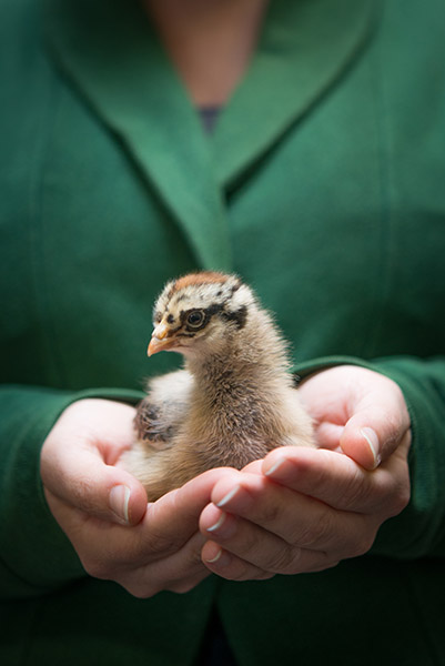 Baby Chick