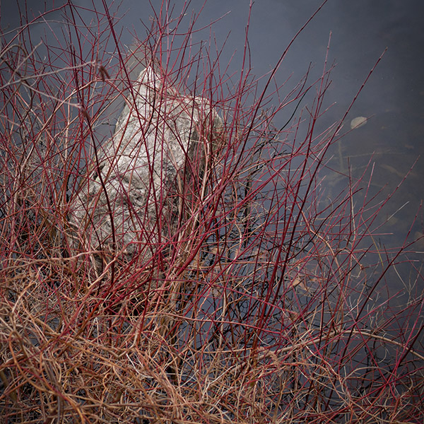 Rock, Water, Bramble