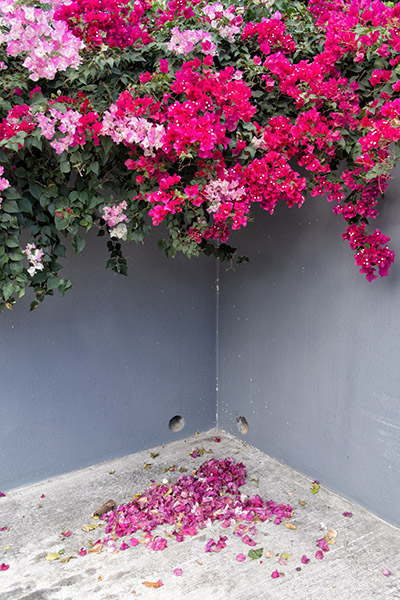 Bougainvillea