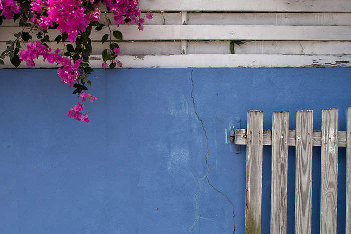 Fence and Bougainvillea