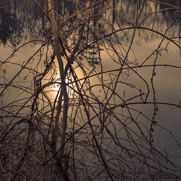 Brambles and Sunset