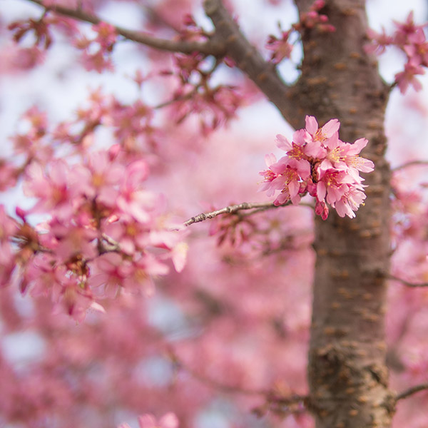 Cherry Blossoms #2