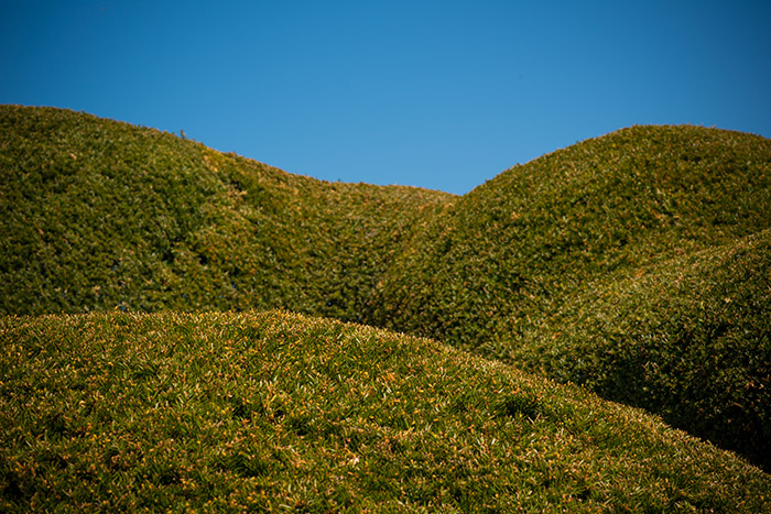 Hedge/Landscape