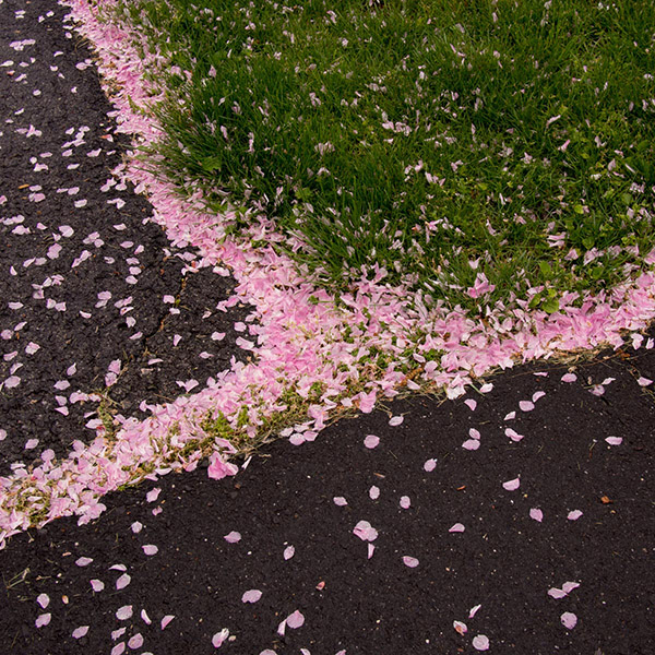 Fallen Blossoms #1