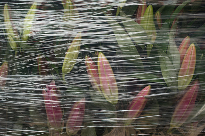 Lilies Under Wraps