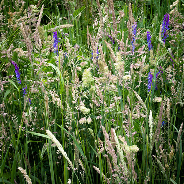 Field of Grass