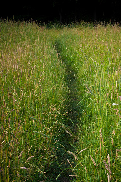 Grassy Path