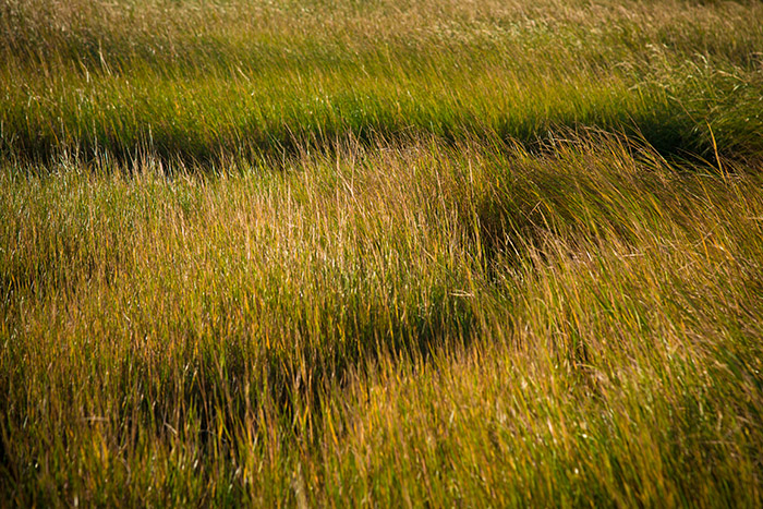Grasses, Tod's Point