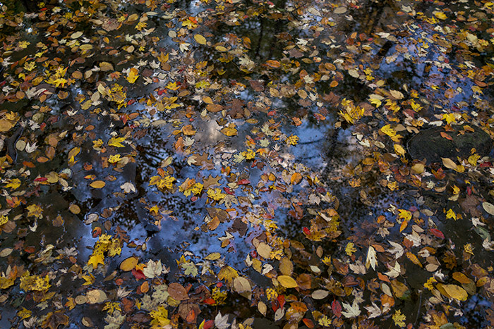 Leaf Choked Pond