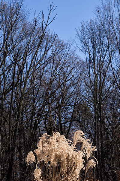 Pampas Grass