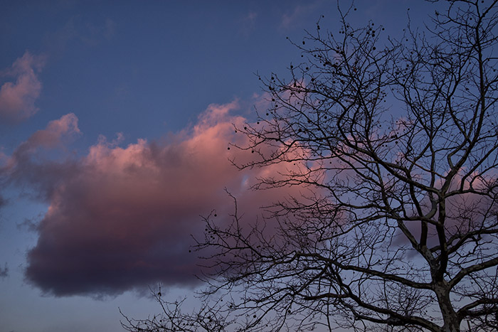 Sunset, Cloud and Bare Tree