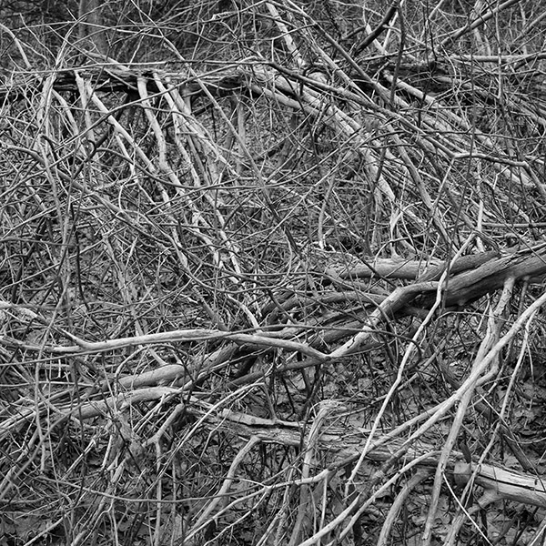 Thicket #2