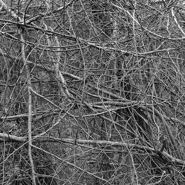 Thicket #1