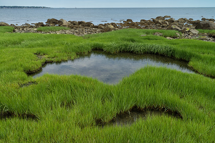 Grasses at Low Tide