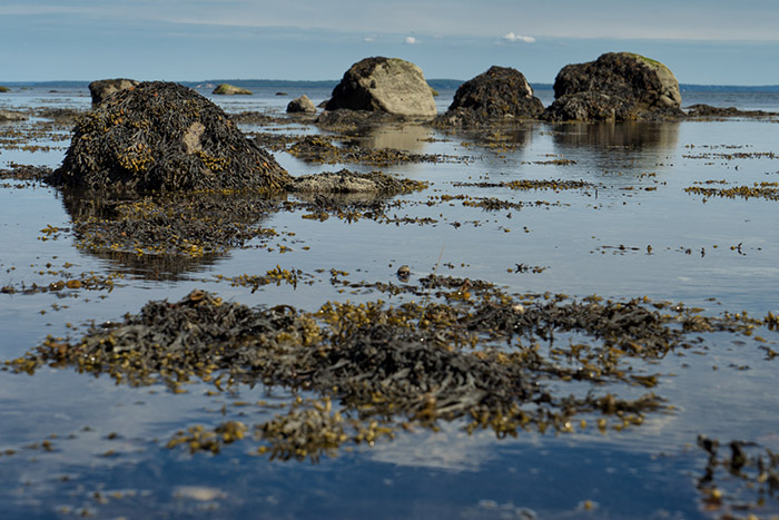 Low Tide, Tod's Point
