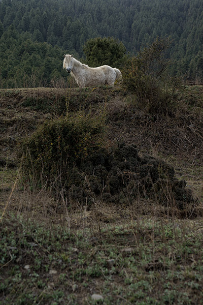 White Horse, Gangtey, Bhutan