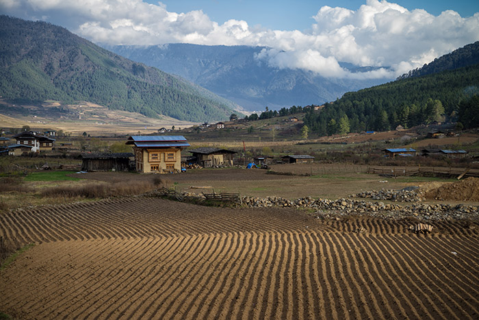 Potato Field, Gangtey, Bhutan
