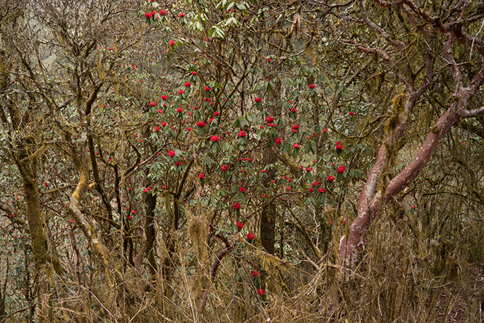 Rhododendron Forest, Bhutan